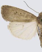 Proxenus mindara