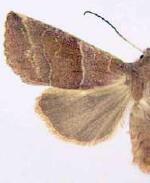 Eupsilia fringata