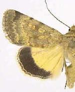 Sympistis regina