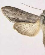 Cucullia similaris