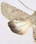 Anarta edwardsii