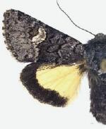 Coranarta luteola