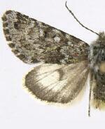 Lasionycta staudingeri