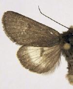 Lasionycta lagganata