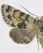 Lasionycta luteola