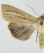 Mythimna yuconensis