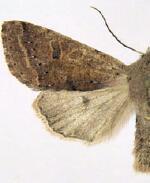 Orthosia pacifica