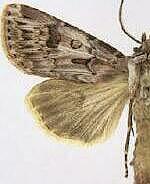 Agrotis ruta