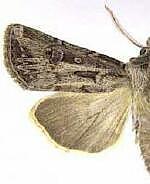 Agrotis kingi