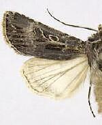 Agrotis gravis