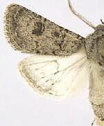 Agrotis rileyana