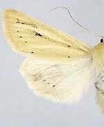 Copablepharon absidum