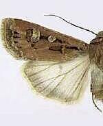 Euxoa adumbrata