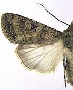 Euxoa septentrionalis