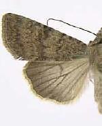 Euxoa scotogrammoides