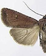 Euxoa excogita