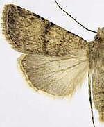 Euxoa pallidimacula