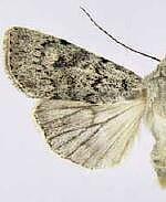 Euxoa catenula