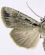 Euxoa subandera