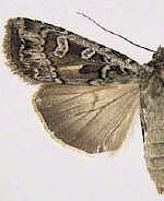 Euxoa perolivalis