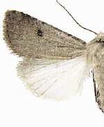 Anicla tenuescens