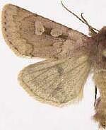 Xestia okakensis