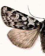 Xestia maculata