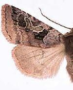 Cerastis enigmatica