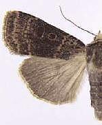 Abagrotis baueri