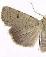 Abagrotis baueri