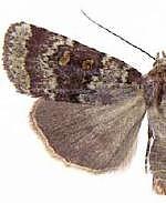 Abagrotis pulchrata