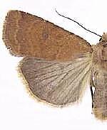 Abagrotis dickeli