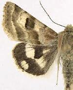 Heliothis ononis