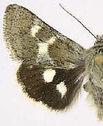 Schinia suetus