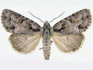 Acronicta albarufa