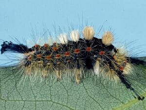 Orgyia antiqua