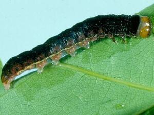 Eupsilia morrisoni