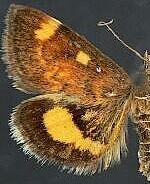 Pyrausta generosa