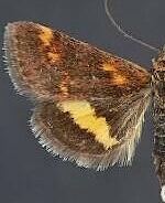 Pyrausta orphisalis