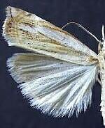 Crambus pascuella