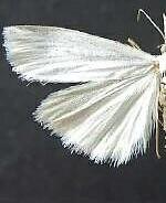 Crambus perlella