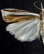 Crambus unistriatellus