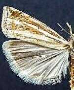 Crambus awemellus