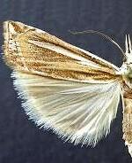 Crambus trichusalis