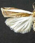 Crambus leachellus