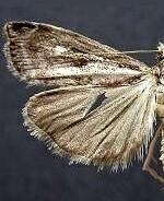 Agriphila biarmicus