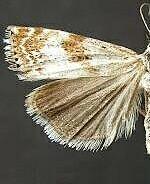 Catoptria trichostomus