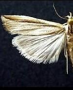 Thaumatopsis fernaldella