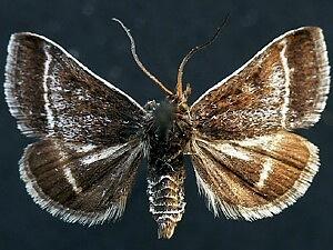 Ostrinia marginalis