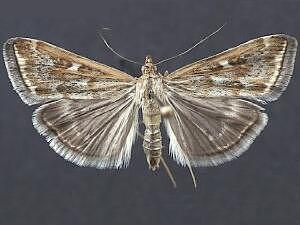 Loxostege munroealis